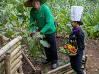 Terrace Organic Garden  7